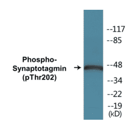 Western Blot - Synaptotagmin (phospho Thr202) Cell Based ELISA Kit (CBP1032) - Antibodies.com