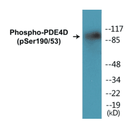 Western Blot - PDE4D (phospho Ser190 + Ser53) Cell Based ELISA Kit (CBP1198) - Antibodies.com