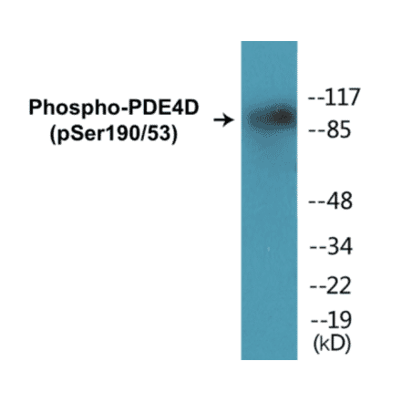 Western Blot - PDE4D (phospho Ser190 + Ser53) Cell Based ELISA Kit (CBP1198) - Antibodies.com