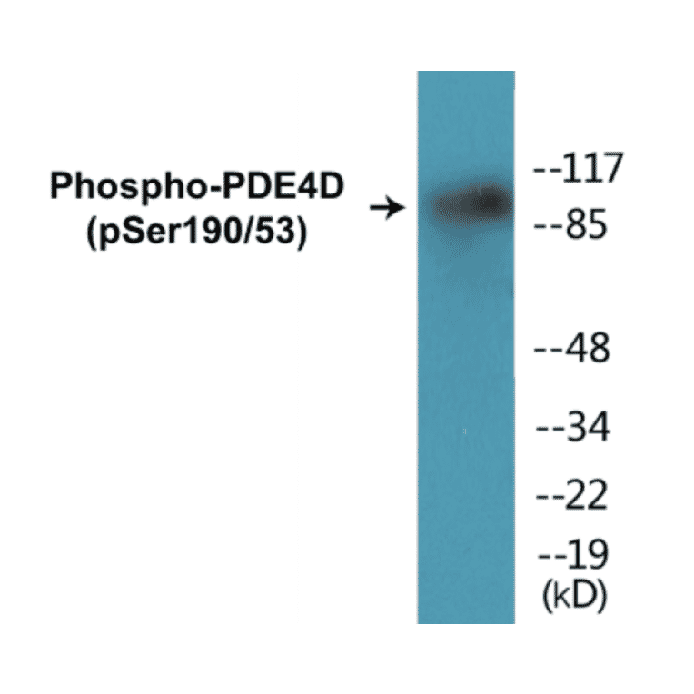 Western Blot - PDE4D (phospho Ser190 + Ser53) Cell Based ELISA Kit (CBP1198) - Antibodies.com