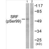 Western Blot - SRF (phospho Ser99) Cell Based ELISA Kit (CBP1081) - Antibodies.com