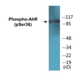 Western Blot - AhR (phospho Ser36) Cell Based ELISA Kit (CBP1290) - Antibodies.com