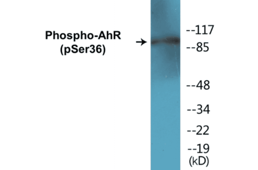 Western Blot - AhR (phospho Ser36) Cell Based ELISA Kit (CBP1290) - Antibodies.com