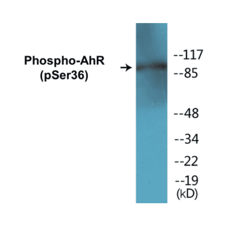 Western Blot - AhR (phospho Ser36) Cell Based ELISA Kit (CBP1290) - Antibodies.com