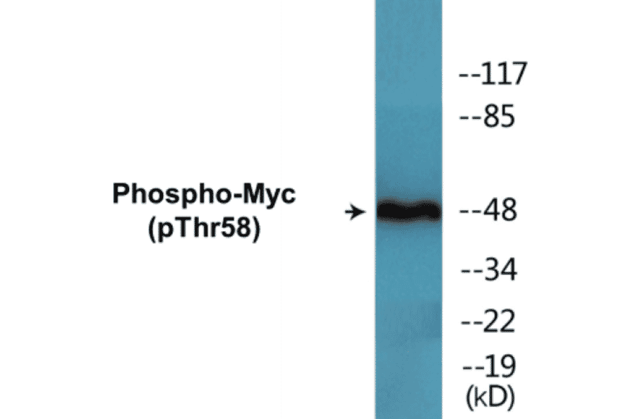 Western Blot - Myc (phospho Thr58) Cell Based ELISA Kit (CBP1621) - Antibodies.com