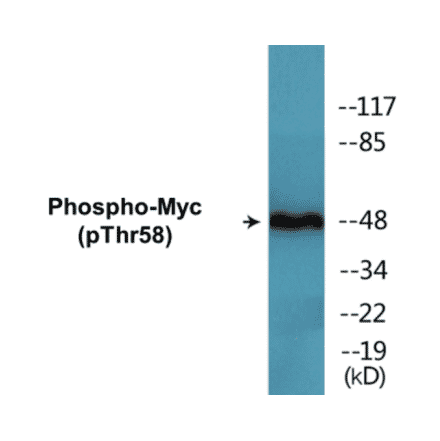Western Blot - Myc (phospho Thr58) Cell Based ELISA Kit (CBP1621) - Antibodies.com