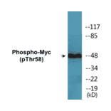 Western Blot - Myc (phospho Thr58) Cell Based ELISA Kit (CBP1621) - Antibodies.com