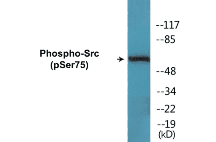 Western Blot - Src (phospho Ser75) Cell Based ELISA Kit (CBP1773) - Antibodies.com
