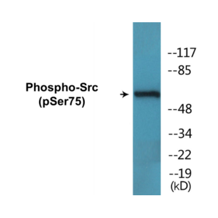 Western Blot - Src (phospho Ser75) Cell Based ELISA Kit (CBP1773) - Antibodies.com