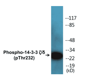 Western Blot - 14-3-3 zeta + delta (phospho Thr232) Cell Based ELISA Kit (CBP1285) - Antibodies.com