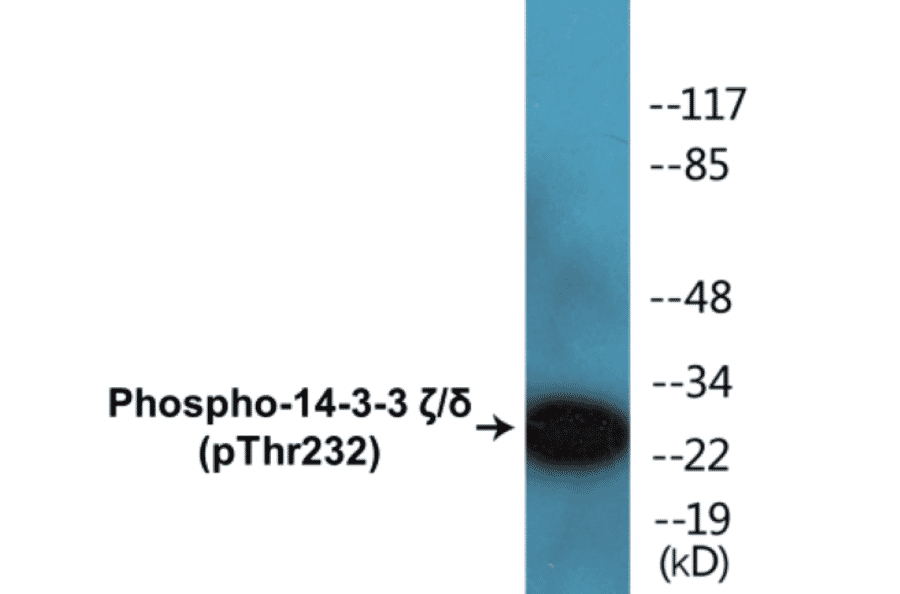 Western Blot - 14-3-3 zeta + delta (phospho Thr232) Cell Based ELISA Kit (CBP1285) - Antibodies.com