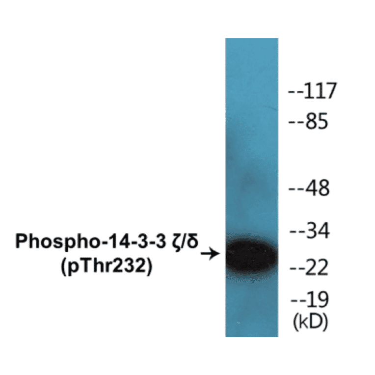Western Blot - 14-3-3 zeta + delta (phospho Thr232) Cell Based ELISA Kit (CBP1285) - Antibodies.com