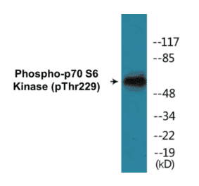 Western Blot - p70S6 Kinase (phospho Thr229) Cell Based ELISA Kit (CBP1189) - Antibodies.com