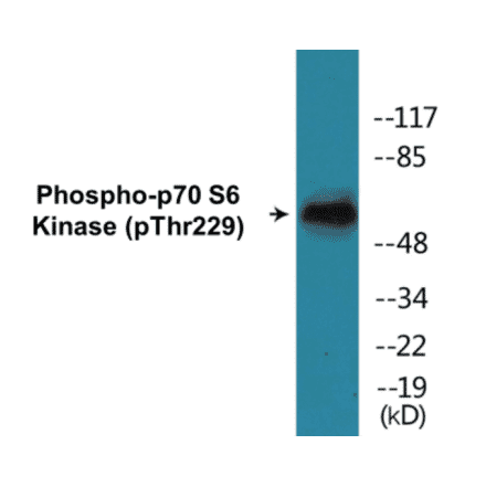 Western Blot - p70S6 Kinase (phospho Thr229) Cell Based ELISA Kit (CBP1189) - Antibodies.com