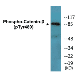 Western Blot - beta Catenin (phospho Tyr489) Cell Based ELISA Kit (CBP1711) - Antibodies.com