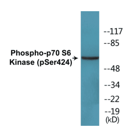 Western Blot - p70S6 Kinase (phospho Ser424) Cell Based ELISA Kit (CBP1651) - Antibodies.com