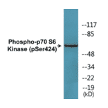 Western Blot - p70S6 Kinase (phospho Ser424) Cell Based ELISA Kit (CBP1651) - Antibodies.com