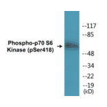 Western Blot - p70S6 Kinase (phospho Ser418) Cell Based ELISA Kit (CBP1192) - Antibodies.com
