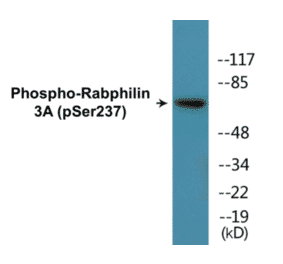 Western Blot - Rabphilin 3A (phospho Ser237) Cell Based ELISA Kit (CBP1209) - Antibodies.com