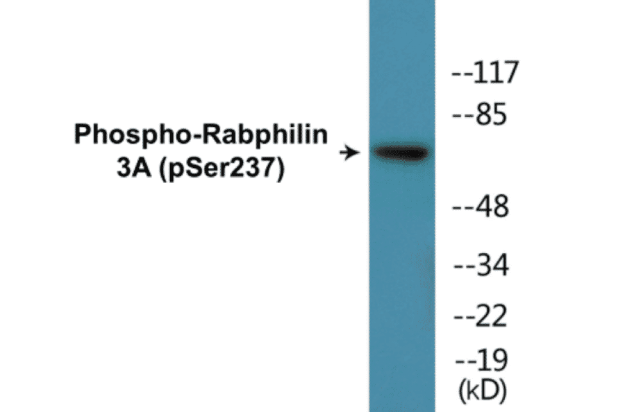 Western Blot - Rabphilin 3A (phospho Ser237) Cell Based ELISA Kit (CBP1209) - Antibodies.com