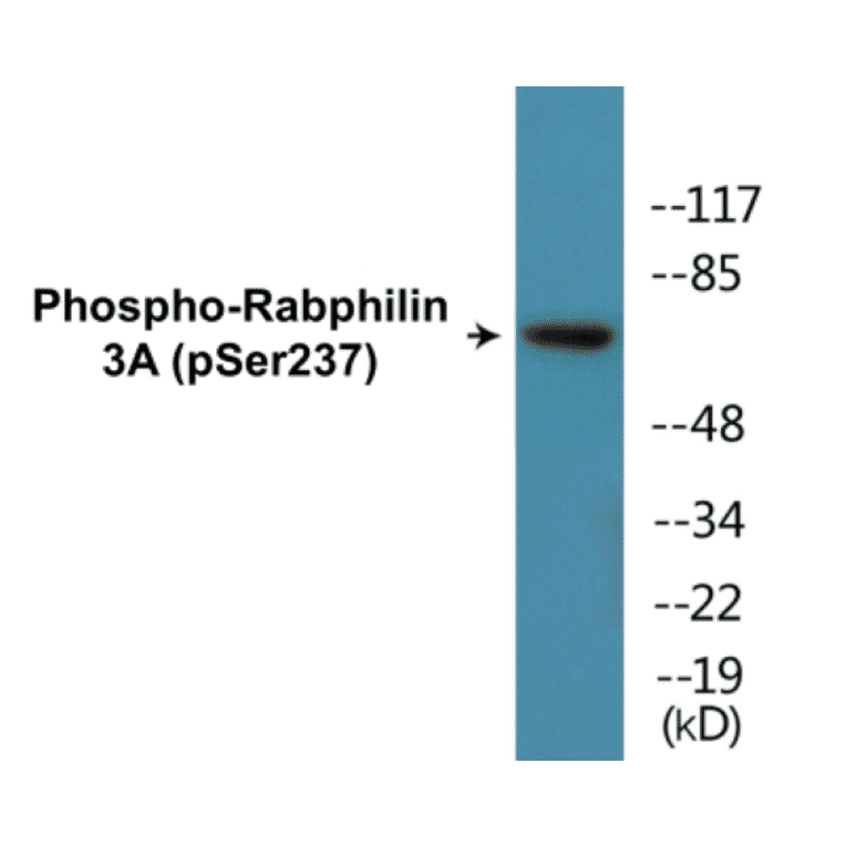 Western Blot - Rabphilin 3A (phospho Ser237) Cell Based ELISA Kit (CBP1209) - Antibodies.com