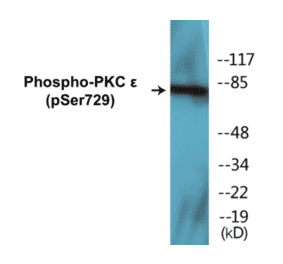 Western Blot - PKC epilison (phospho Ser729) Cell Based ELISA Kit (CBP1307) - Antibodies.com