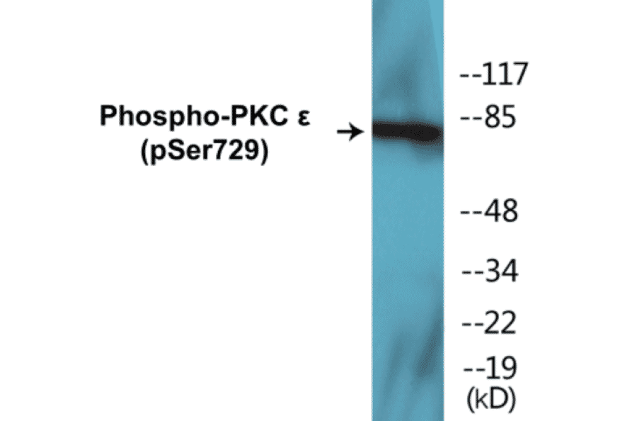 Western Blot - PKC epilison (phospho Ser729) Cell Based ELISA Kit (CBP1307) - Antibodies.com