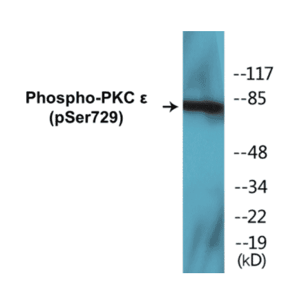 Western Blot - PKC epilison (phospho Ser729) Cell Based ELISA Kit (CBP1307) - Antibodies.com