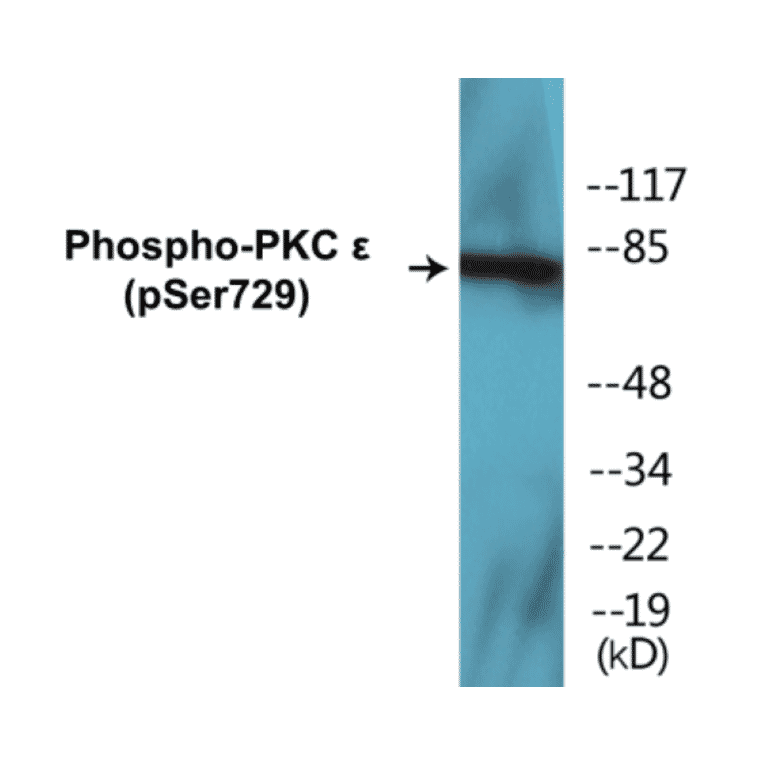 Western Blot - PKC epilison (phospho Ser729) Cell Based ELISA Kit (CBP1307) - Antibodies.com