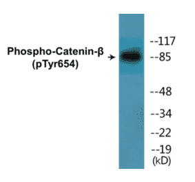 Western Blot - beta Catenin (phospho Tyr654) Cell Based ELISA Kit (CBP1335) - Antibodies.com