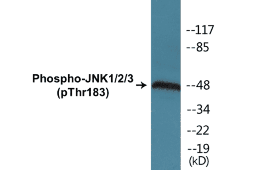 Western Blot - JNK1 + 2 + 3 (phospho Thr183) Cell Based ELISA Kit (CBP1594) - Antibodies.com