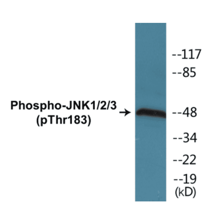 Western Blot - JNK1 + 2 + 3 (phospho Thr183) Cell Based ELISA Kit (CBP1594) - Antibodies.com