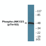 Western Blot - JNK1 + 2 + 3 (phospho Thr183) Cell Based ELISA Kit (CBP1594) - Antibodies.com