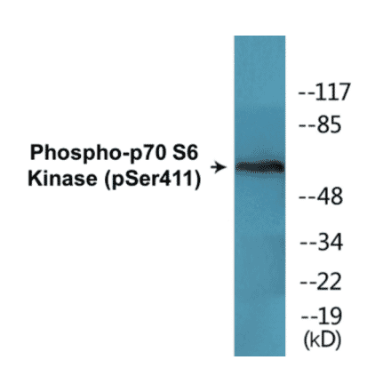 Western Blot - p70S6 Kinase (phospho Ser411) Cell Based ELISA Kit (CBP1650) - Antibodies.com