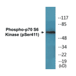 Western Blot - p70S6 Kinase (phospho Ser411) Cell Based ELISA Kit (CBP1650) - Antibodies.com