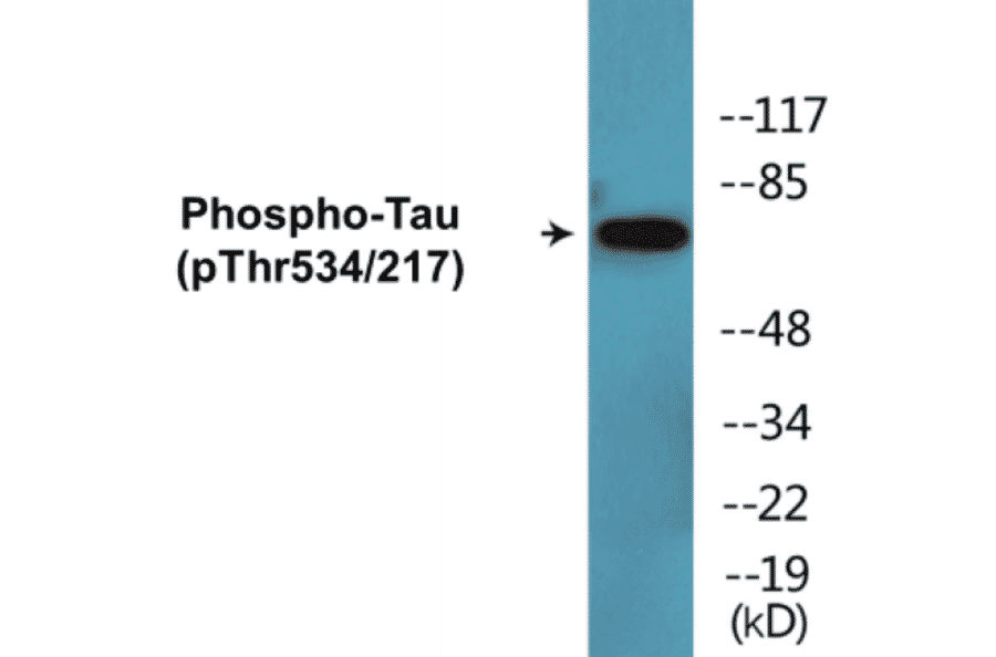 Western Blot - Tau (phospho Thr534 + Thr217) Cell Based ELISA Kit (CBP1734) - Antibodies.com