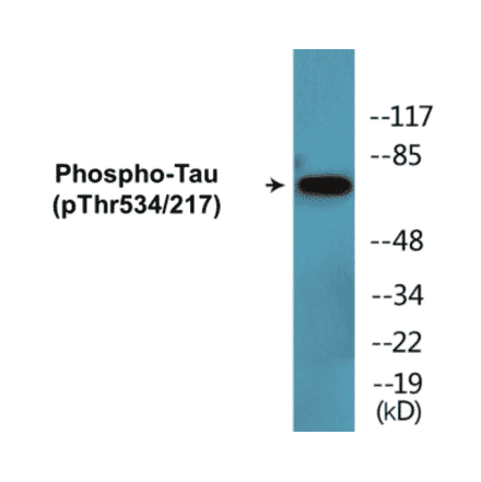 Western Blot - Tau (phospho Thr534 + Thr217) Cell Based ELISA Kit (CBP1734) - Antibodies.com