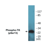 Western Blot - TK (phospho Ser13) Cell Based ELISA Kit (CBP1224) - Antibodies.com