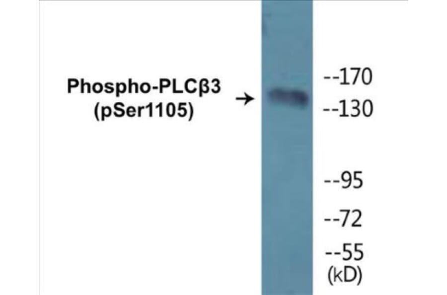 Western Blot - PLC beta 3 (phospho Ser1105) Cell Based ELISA Kit (CBP1071) - Antibodies.com