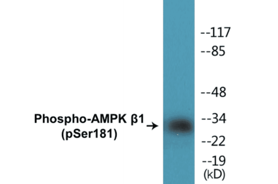 Western Blot - AMPK beta 1 (phospho Ser181) Cell Based ELISA Kit (CBP1102) - Antibodies.com