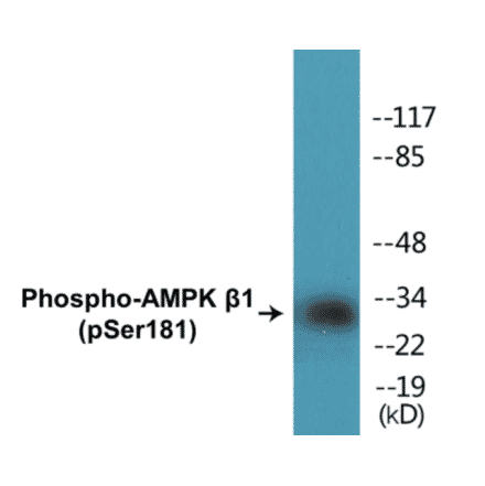 Western Blot - AMPK beta 1 (phospho Ser181) Cell Based ELISA Kit (CBP1102) - Antibodies.com