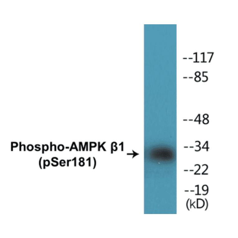 Western Blot - AMPK beta 1 (phospho Ser181) Cell Based ELISA Kit (CBP1102) - Antibodies.com