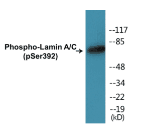 Western Blot - Lamin A + C (phospho Ser392) Cell Based ELISA Kit (CBP1172) - Antibodies.com
