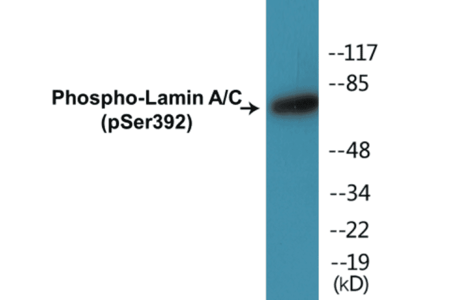 Western Blot - Lamin A + C (phospho Ser392) Cell Based ELISA Kit (CBP1172) - Antibodies.com