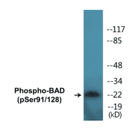 Western Blot - BAD (phospho Ser91 + Ser128) Cell Based ELISA Kit (CBP1321) - Antibodies.com