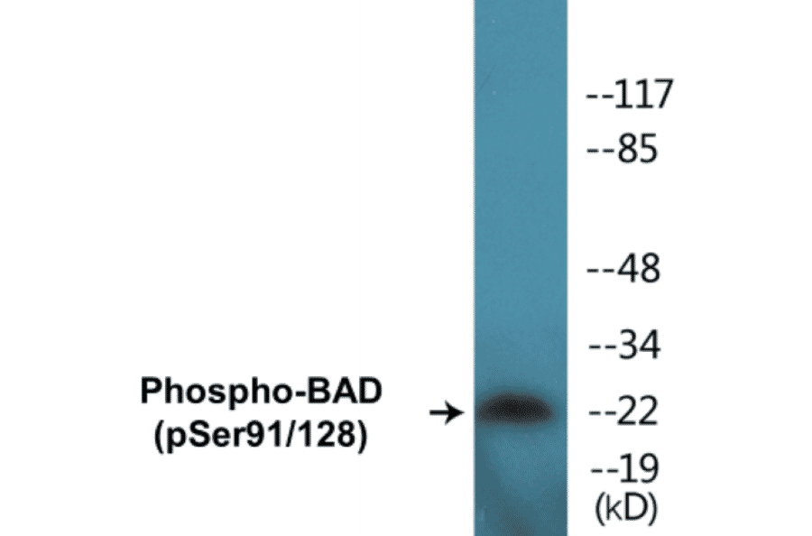 Western Blot - BAD (phospho Ser91 + Ser128) Cell Based ELISA Kit (CBP1321) - Antibodies.com