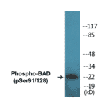 Western Blot - BAD (phospho Ser91 + Ser128) Cell Based ELISA Kit (CBP1321) - Antibodies.com