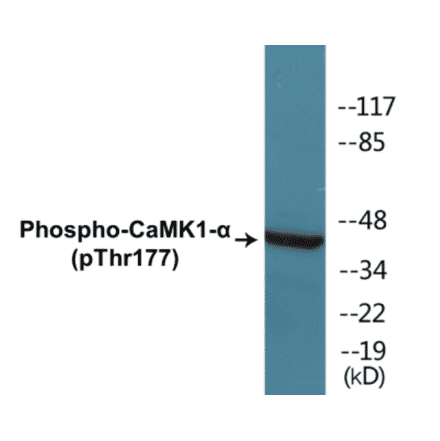 Western Blot - CaMK1 alpha (phospho Thr177) Cell Based ELISA Kit (CBP1328) - Antibodies.com