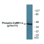 Western Blot - CaMK1 alpha (phospho Thr177) Cell Based ELISA Kit (CBP1328) - Antibodies.com
