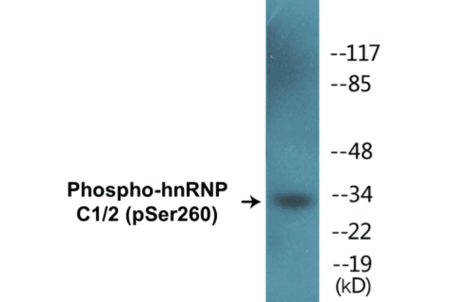Western Blot - hnRNPC1 + 2 (phospho Ser260) Cell Based ELISA Kit (CBP1409) - Antibodies.com